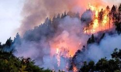 जंगल में लगी आग में जिंदा जला युवक जंगल में लगी आग में जिंदा जला युवक