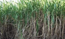 सहारनपुर- मूल्य भुगतान नहीं करने वाली चीनी मिलों पर होगी FIR सहारनपुर- मूल्य भुगतान नहीं करने वाली चीनी मिलों पर होगी FIR