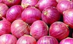 प्याज पर सरकार सख्त,जमाखोरों पर होगी कार्रवाई प्याज पर सरकार सख्त,जमाखोरों पर होगी कार्रवाई