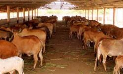 गोशालाओं का पंजीकरण ONLINE- गोवंश को किया गया सरंक्षित गोशालाओं का पंजीकरण ONLINE- गोवंश को किया गया सरंक्षित