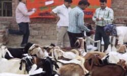 खुरपका-मुंहपका के लिए टीकाकरण अभियान खुरपका-मुंहपका के लिए टीकाकरण अभियान