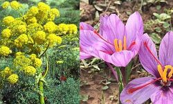 देश के किस राज्य में हुई हींग व केसर खेती की शुरूआत, जाने