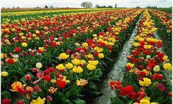 फूलों का हास फूलवाले उदास फूलों का हास फूलवाले उदास