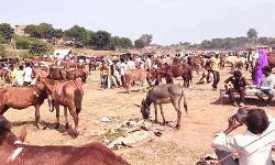 कोरोना ने छीनी गधा मेले की रौनक, एक लाख में बिका शाहरूख कोरोना ने छीनी गधा मेले की रौनक, एक लाख में बिका शाहरूख