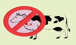 सहारनपुर: पूर्व मंत्री के खिलाफ गोवंश हत्या का मुकदमा