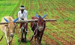 केंद्र सरकार ने बदली किसानो की तक़दीर : शाही केंद्र सरकार ने बदली किसानो की तक़दीर : शाही