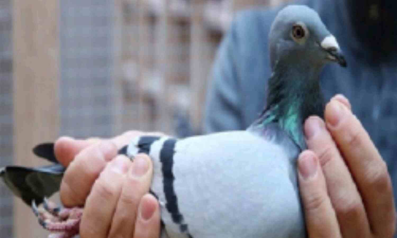 सबसे कीमती है किम नामक कबूतरी