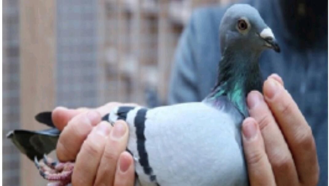 सबसे कीमती है किम नामक कबूतरी सबसे कीमती है किम नामक कबूतरी