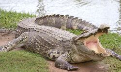 UP के बाराबंकी में मिला विशाल मगरमच्छ UP के बाराबंकी में मिला विशाल मगरमच्छ