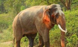 हाथी ने मचाया तांडव, एक को कुचला