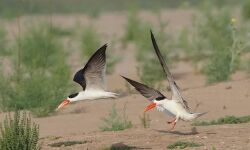 चंबल की हसीन वादियों की तरफ बढ़ रहें हैं प्रवासी पक्षी चंबल की हसीन वादियों की तरफ बढ़ रहें हैं प्रवासी पक्षी