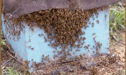 मधुमक्खी पालन- कम पैसों में कर सकते है शुरू