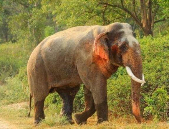 हाथी ने मचाया तांडव, एक को कुचला हाथी ने मचाया तांडव, एक को कुचला