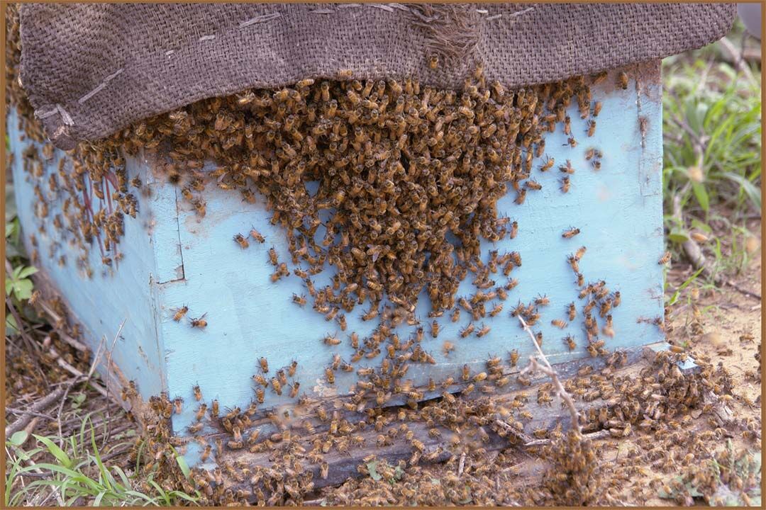 मधुमक्खी पालन- कम पैसों में कर सकते है शुरू