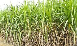 गन्ने के कैंसर से किसानों का 3.27 अरब का नुकसान गन्ने के कैंसर से किसानों का 3.27 अरब का नुकसान