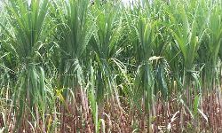 सहारनपुर: गन्ना पट्टी संकट में, घट रही है पैदावार सहारनपुर: गन्ना पट्टी संकट में, घट रही है पैदावार