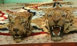 दो तेंदुओ की खाल के साथ दो आरोपी गिरफ्तार