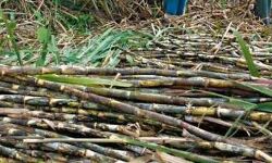 सहारनपुर: गन्ने की मिठास हुई कम, घट सकता है चीनी उत्पादन सहारनपुर: गन्ने की मिठास हुई कम, घट सकता है चीनी उत्पादन