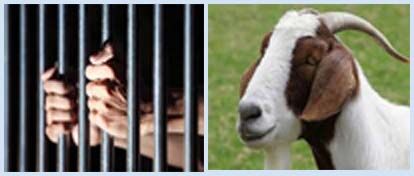 मुज़फ्फरनगर: बकरी के साथ अप्राकृतिक कुकर्म व चोरी के आरोपी को 3 वर्ष की सज़ा