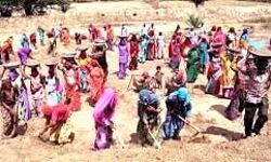 36 हजार से अधिक श्रमिक अपने ही गांवो मे कर रहे काम 36 हजार से अधिक श्रमिक अपने ही गांवो मे कर रहे काम