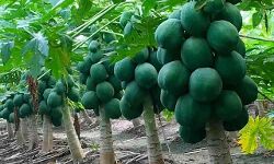 पपीते की खेती ने खोला किसानों की उन्नति का द्वार, सरकार देगी आधा खर्च पपीते की खेती ने खोला किसानों की उन्नति का द्वार, सरकार देगी आधा खर्च