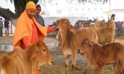 कैदी गौ सेवा कर पापों का करेंगे प्रायश्चित कैदी गौ सेवा कर पापों का करेंगे प्रायश्चित