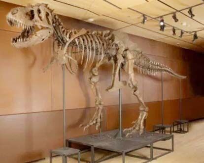 संग्रहालय में रखा जाएगा दुनिया के सबसे संरक्षित डायनासोर का जीवाश्म