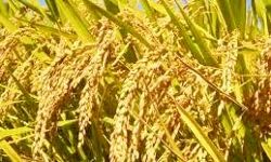 किसानों से खरीदा 35.62 लाख मीट्रिक टन धान