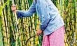 गन्ना किसानों को मिलेगी 3500 करोड़ की सब्सिडी गन्ना किसानों को मिलेगी 3500 करोड़ की सब्सिडी