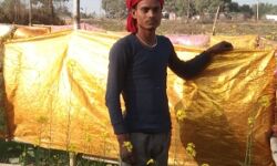 देसी जुगाड: कफन से किसान कर रहे फसलों की सुरक्षा