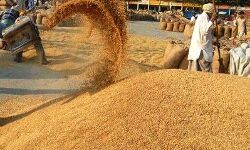 उपज की खरीद में लापरवाही बर्दाश्त नहीं : योगी उपज की खरीद में लापरवाही बर्दाश्त नहीं : योगी