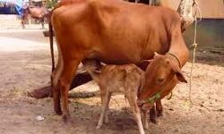 कृत्रिम गर्भाधान योजना के लिए 70.90 लाख स्वीकृत कृत्रिम गर्भाधान योजना के लिए 70.90 लाख स्वीकृत