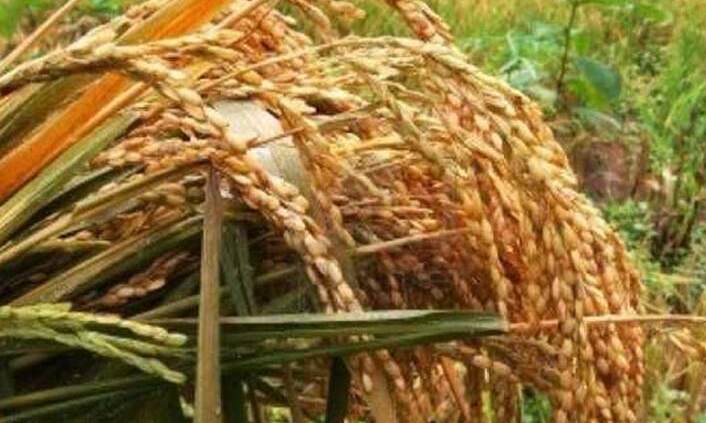 अनियमितता बरतने पर कर्मियों को किया पदच्युत