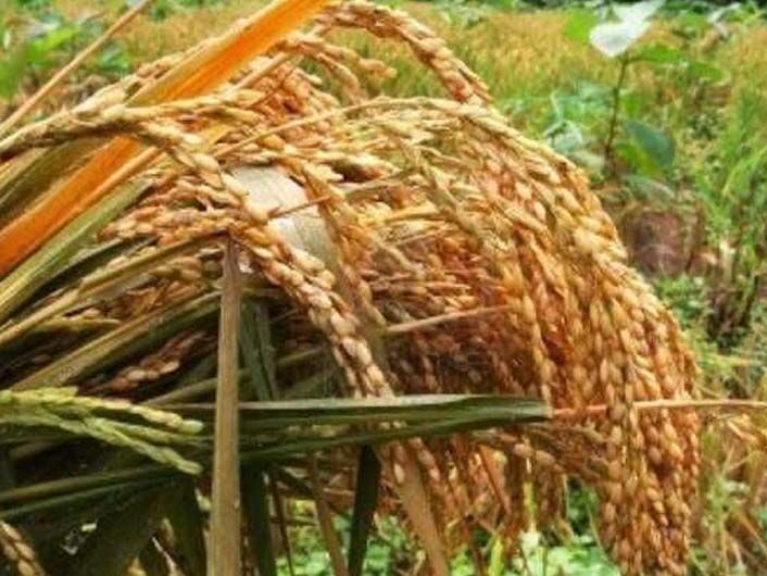अनियमितता बरतने पर कर्मियों को किया पदच्युत