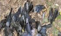 दिल्ली में बर्ड फ्लू की दस्तक दिल्ली में बर्ड फ्लू की दस्तक