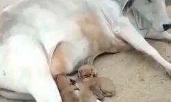 मैं मां हूं, मातृत्व में नहीं कोई भेदभाव मैं मां हूं, मातृत्व में नहीं कोई भेदभाव