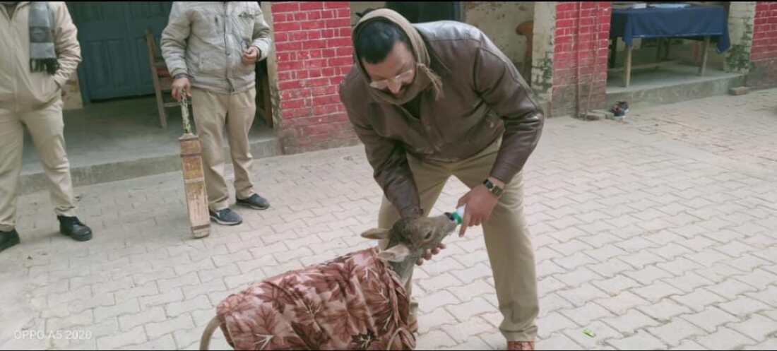 बिन मां के बछड़े को सहारा देकर मानवता की मिसाल बने एसएसआई