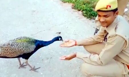 आ जा रे पंछी... चुग ले दाना आ जा रे पंछी... चुग ले दाना