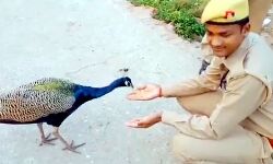 आ जा रे पंछी... चुग ले दाना