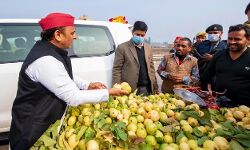 बोलें अखिलेश- कहीं अमरूद का नाम तो नहीं हो गया प्रयागराजी बोलें अखिलेश- कहीं अमरूद का नाम तो नहीं हो गया प्रयागराजी