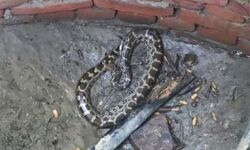 सेप्टिक टैंक के अंदर मिला अजगर