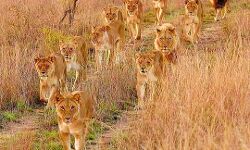 दहाड़ा जंगल का राजा, सेना ने की रिहर्सल