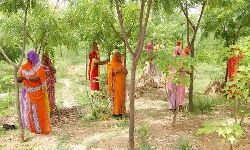 हरियाली से जुड़ीं बेटियां- श्याम सुंदर को मिला पद्मश्री पुरस्कार