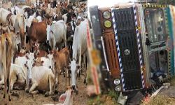 पशुओं के लिए बना काला शनिवार- आधा सैकड़ा गोवंश की गई जान