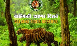 वाल्मीकि टाइगर रिजर्व में मिला बाघ का शव वाल्मीकि टाइगर रिजर्व में मिला बाघ का शव