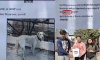 इस डॉगी को ढूंढ कर लाएंगे तो मिलेगा 5 हजार का इनाम- शहर में पोस्टर लगें