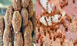 लाल चींटी की चापड़ा चटनी बनी कौतुहल