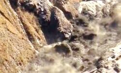 ग्लेशियर हादसाः जलीय जीव-जंतुओं पर आई भारी आफत