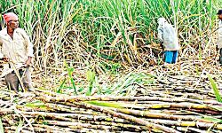 समस्या का हुआ समाधान, मिली किसानों को राहत समस्या का हुआ समाधान, मिली किसानों को राहत