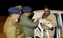 भावुक हुए DCP, गौवंश को किया दुलार-वीडियो वायरल भावुक हुए DCP, गौवंश को किया दुलार-वीडियो वायरल